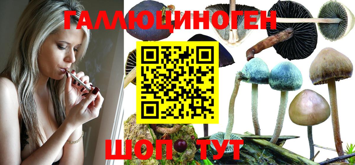 Ишим  Псилоцибиновые грибы Psilocybine cubensis  Вход с VPN 